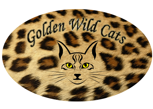 Golden Wild Cats